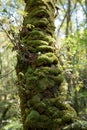 Moss Bryophyta grows on tree at Belelle river Royalty Free Stock Photo