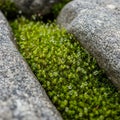 Moss (Bryophyta) grows between two large, smooth granite rocks. The vibrant green moss is interspers Royalty Free Stock Photo