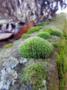 Moss Bryophyta Royalty Free Stock Photo