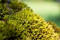 Moss (bryopsida, musci or muscophyta) Royalty Free Stock Photo