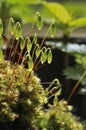 Moss - Bryum Capillare