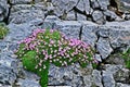 moss campion or cushion pink Silene acaulis