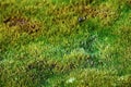 Moss carpet formed in the Arctic at northernmost limits of life