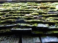 Moss on cedar roof Royalty Free Stock Photo