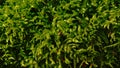 Moss close up - Bryophyta Royalty Free Stock Photo