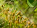 Moss close up Royalty Free Stock Photo