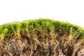 Moss close up isolated on a white Royalty Free Stock Photo