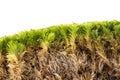Moss close up isolated on a white Royalty Free Stock Photo