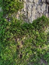 Moss close-up. Natural background. Green, fresh, vegetal texture. Royalty Free Stock Photo