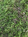 Moss close-up. Natural background. Green, fresh, vegetal texture.