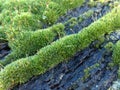 Moss close up photo, growing on an old railway sleeper