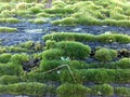 Moss close up photo, growing on an old railway sleeper