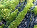 Moss close up photo, growing on an old railway sleeper