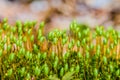 Moss close-up in soft focus Royalty Free Stock Photo