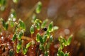 Moss closeup in the rays of the sun are covered with drops of de Royalty Free Stock Photo