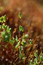 Moss closeup Royalty Free Stock Photo