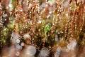 Moss closeup in the rays of the sun Royalty Free Stock Photo