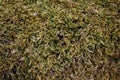 Moss closeup in the woods Royalty Free Stock Photo