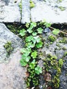 Moss and clover growing from old brick and stone wall