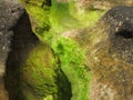 Green lichen on coastal rock wall in Australia