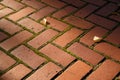 Moss between the cobblestones. Green moss between brown paving stones. The texture of The paved tile of the street. Background Royalty Free Stock Photo