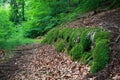 Moss colonization on forest slope substrate surface Royalty Free Stock Photo