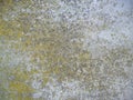 Moss concrete background