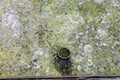 Moss Concrete Background Architecture Wall Vintage