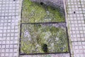 Moss Concrete Background Architecture Surface Detail
