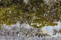Moss and concrete. Royalty Free Stock Photo