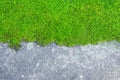Moss plant on concrete texture background Royalty Free Stock Photo