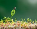 Moss and conifer seedling Royalty Free Stock Photo