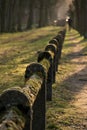 Moss coverd fence Nature Park Green Closs-Up Royalty Free Stock Photo