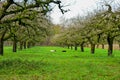 A wide view of a moss-covered apple orchard with grass and a sleeping cow in the center under a pale sky. Royalty Free Stock Photo