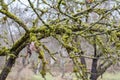 Moss-covered apple-tree bench