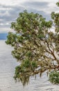 Moss covered Arbutus Tree on the coast