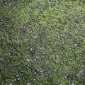 Moss-covered asphalt, seamless, tileable background