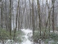 Bare Trees in Winter Forest