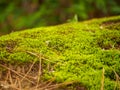 Moss covered bark in forest, Nagoya, Japan