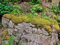 A moss covered bolder Royalty Free Stock Photo