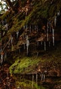Moss-covered boulder with icicles dangling from its surface. Royalty Free Stock Photo