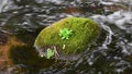 The moss covered boulder in a water stream