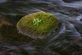 The moss covered boulder