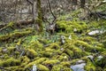 Moss covered boulders in Tennessee