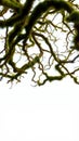 Moss-covered branches create intricate patterns against a cloudy sky in a serene outdoor setting Royalty Free Stock Photo