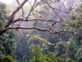 Moss Covered Branches in Misty Rainforest.