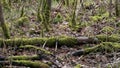 Moss covered dank forest floor