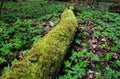 Moss covered dead wood. Deadwood as a habitat for mosses and liverworts. Moss on a dead log tree in wild forest. Moss ecosystem in