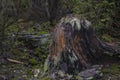 Moss covered decaying tree stump in the forest Royalty Free Stock Photo