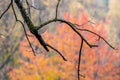 Moss-covered dry branches of an old tree in the forest in autumn Royalty Free Stock Photo